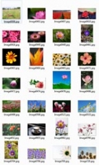 Plants and Flowers Stock Images Plants and Flowers Stock Images